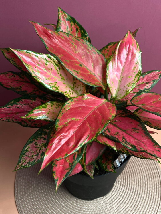 Аглаонема Анимани Супер Ред ⌀19 50 см 