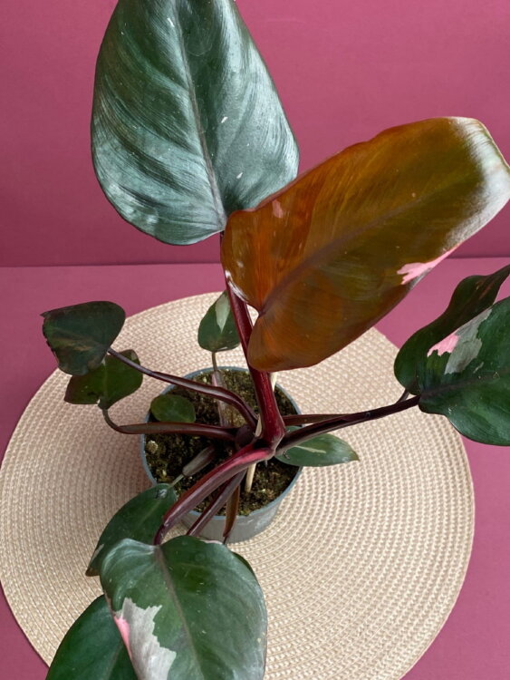 Филодендрон Пинк Принцесс ⌀12 