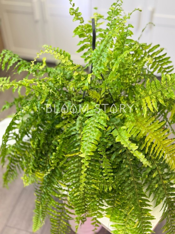 Нефролепис Тайгер вариегатный ⌀20 60 см 