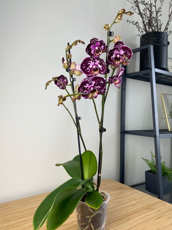 Орхидея Фаленопсис Элегант Джулия 2 ст 