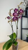 Орхидея Фаленопсис Элегант Джулия 2 ст 