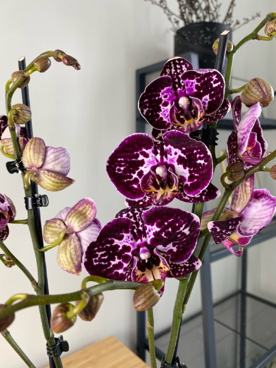 Орхидея Фаленопсис Элегант Джулия 2 ст 