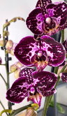 Орхидея Фаленопсис Элегант Джулия 2 ст 