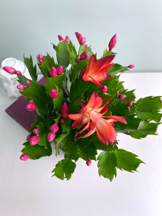 Декабрист красный ⌀13 