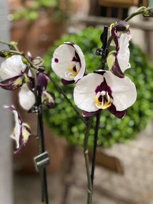 Орхидея Фаленопсис Панда ⌀12 60 см