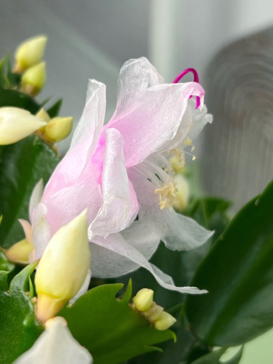 Декабрист белый ⌀15 