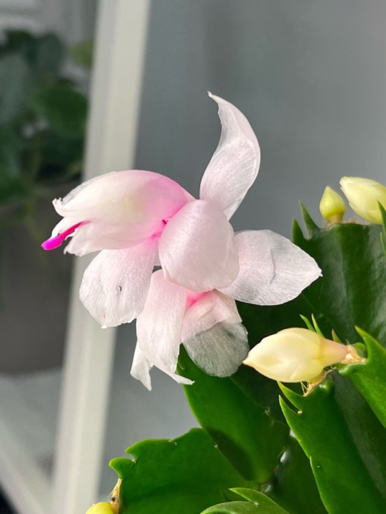 Декабрист белый ⌀15 