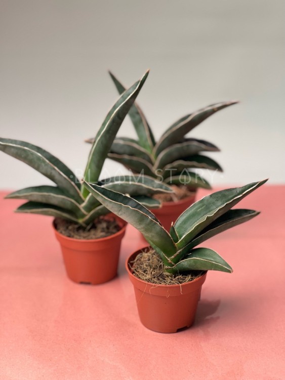 Сансевиерия Робуста ⌀6 15 см 