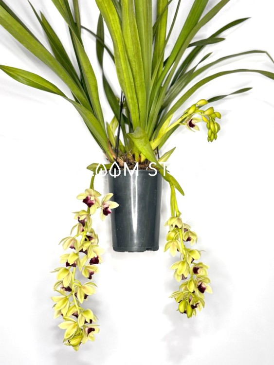 Орхидея Цимбидиум подвесной жёлтый ⌀14 80 см 