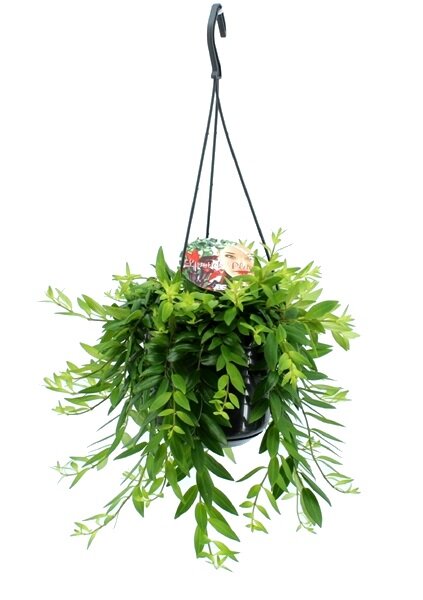 Эсхинантус Джэфролепис ⌀15 40 см 