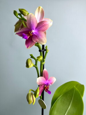Орхидея Фаленопсис Лиодоро