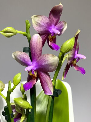 Орхидея Фаленопсис Лиодоро