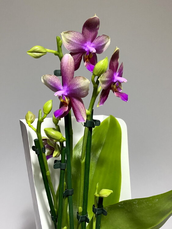 Орхидея Фаленопсис Лиодоро 