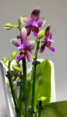 Орхидея Фаленопсис Лиодоро 