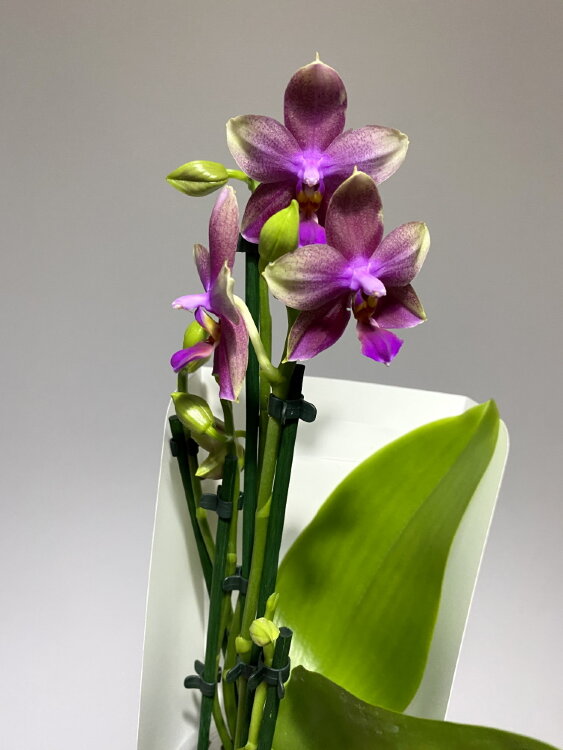 Орхидея Фаленопсис Лиодоро 