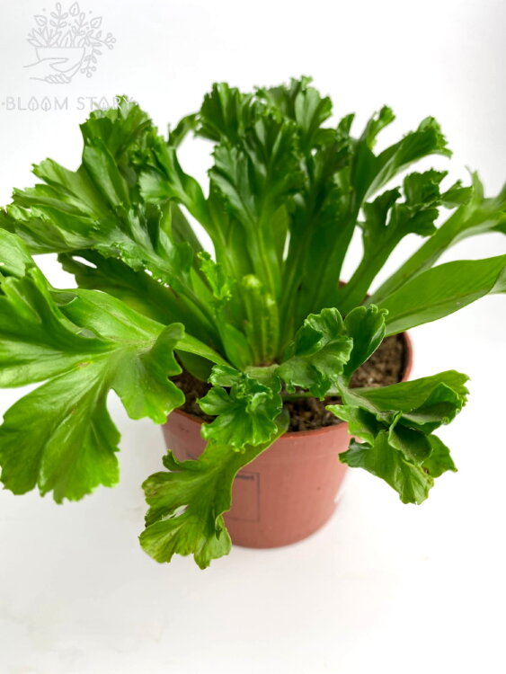 Асплениум Лесли ⌀12 25 см 