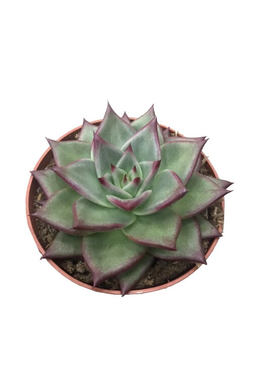 Эхеверия Элестра ⌀8 