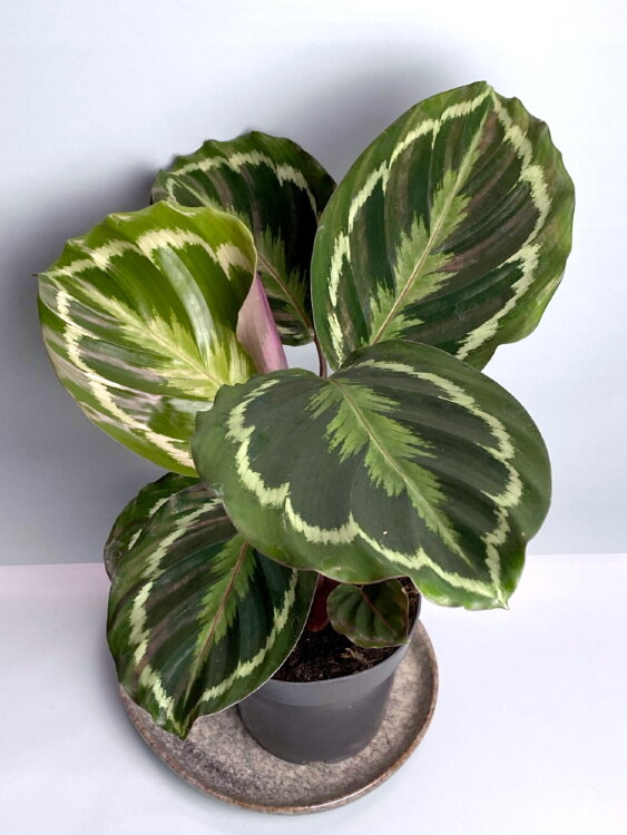 Калатея Медальон ⌀12 35 см 