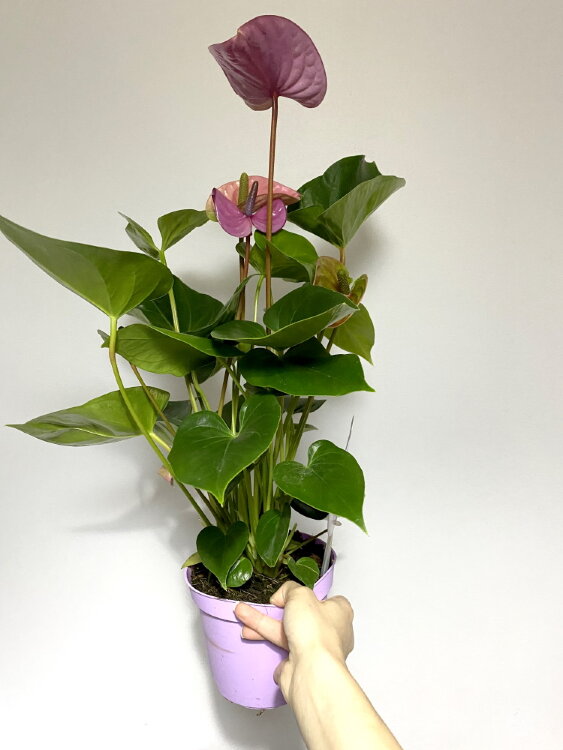 Антуриум Кавалли ⌀14 50 см 