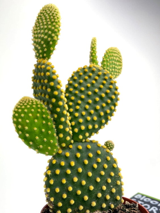 Опунция Паллида ⌀8 