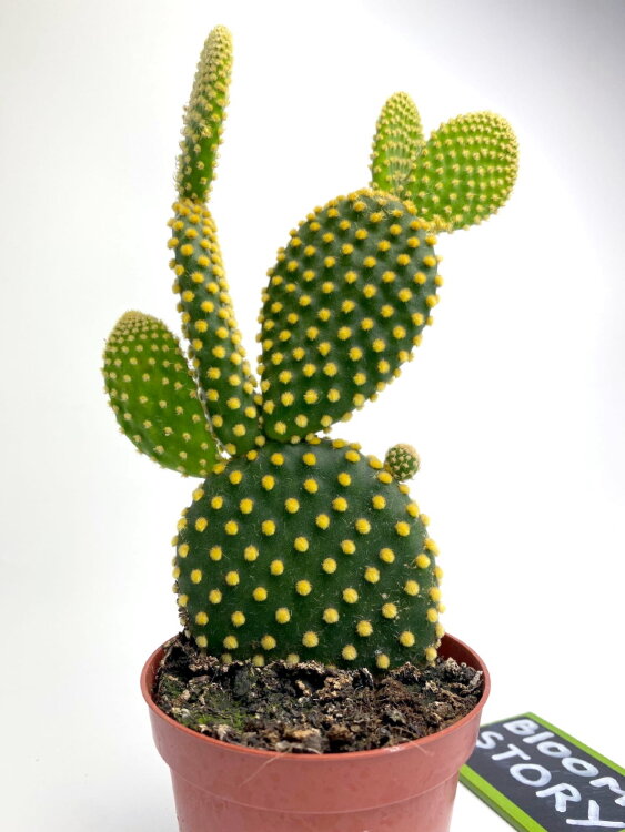 Опунция Паллида ⌀8 