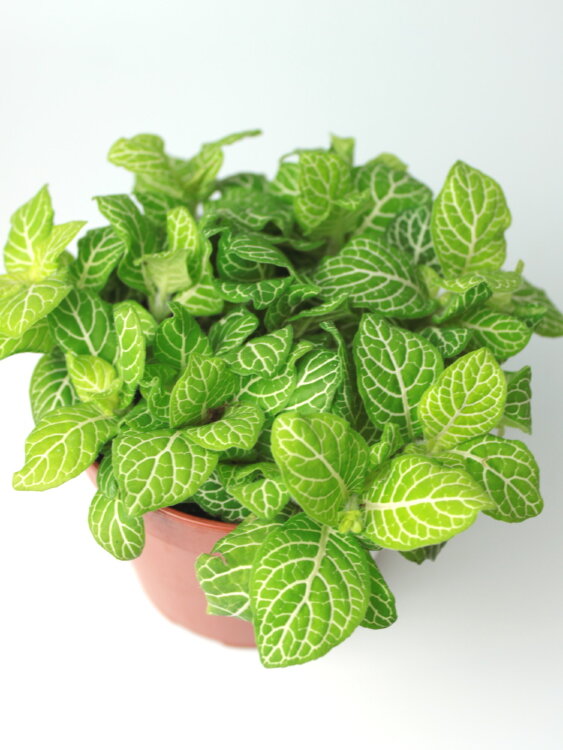 Фиттония Лемон Лайм ⌀8 