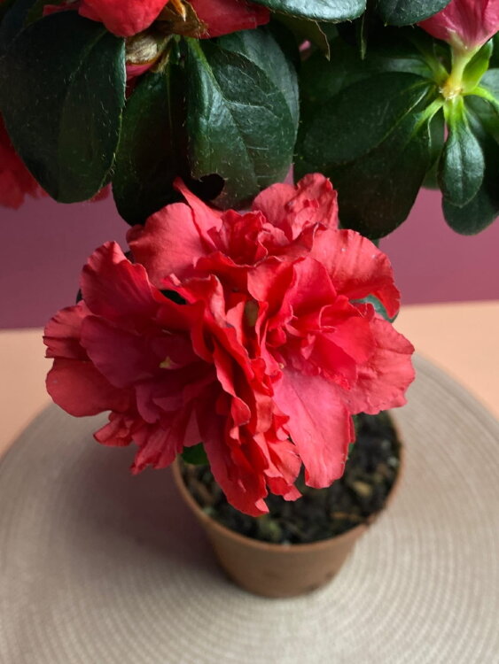 Азалия красная штамб ⌀13 40 см 