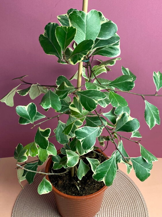 Фикус Триангуларис Свитхарт ⌀17 60 см 