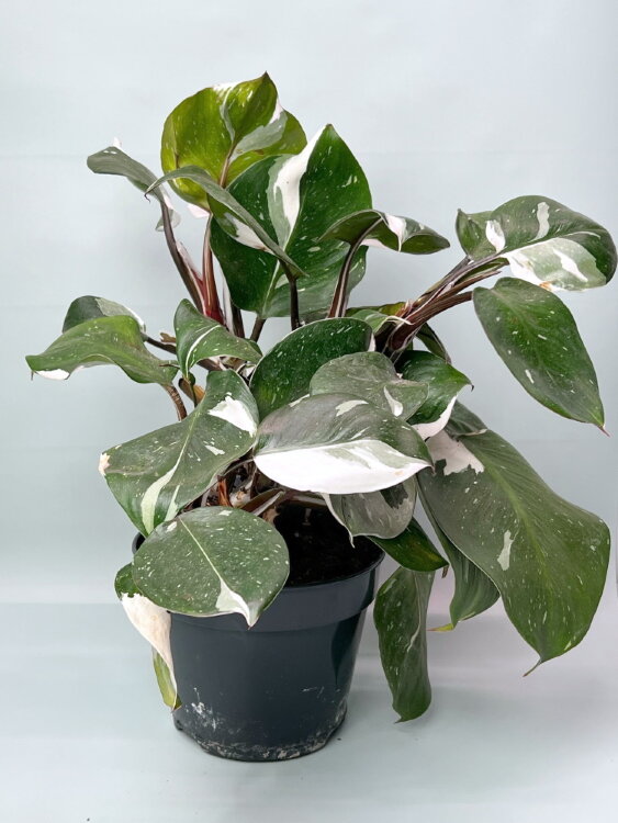 Филодендрон Вайт Кнайт ⌀15 45 см 