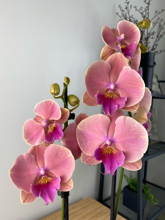 Орхидея Фаленопсис Сансет Киз Биг Лип 2 ст 