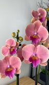 Орхидея Фаленопсис Сансет Киз Биг Лип 2 ст 