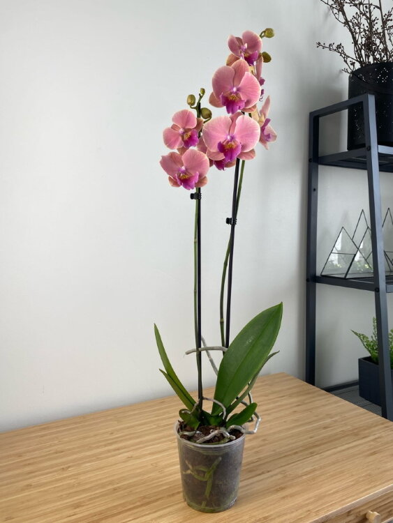 Орхидея Фаленопсис Сансет Киз Биг Лип 2 ст 