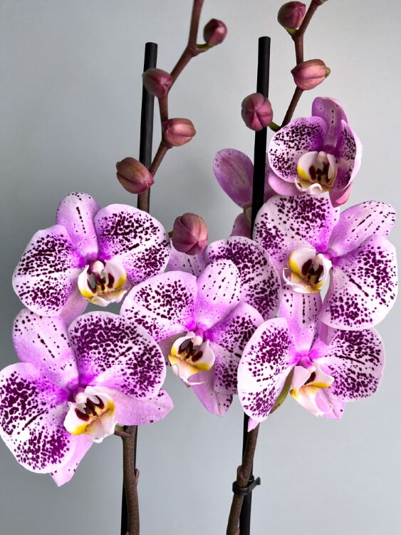 Орхидея фаленопсис Амур 2 ст 
