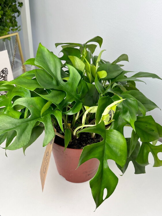 Рафидофора ⌀15 35 см 