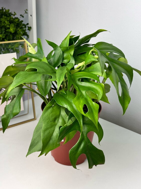 Рафидофора ⌀15 35 см 