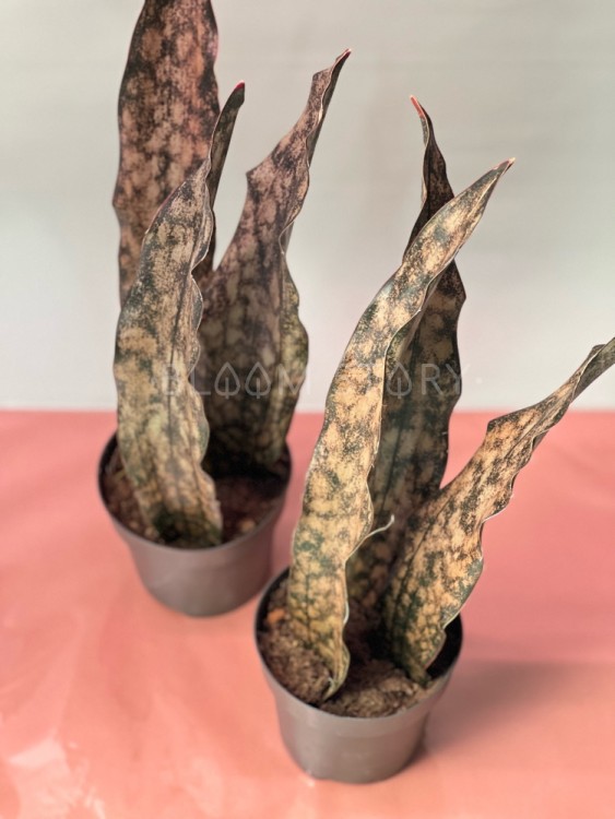 Сансевиерия Стар Каньон Гранит верхушки ⌀12 40 см  Сансевиерия Стар Каньон Гранит верхушки ⌀12 40 см