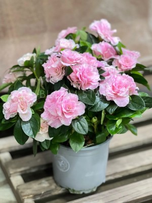 Азалия розовая ⌀13 30 см
