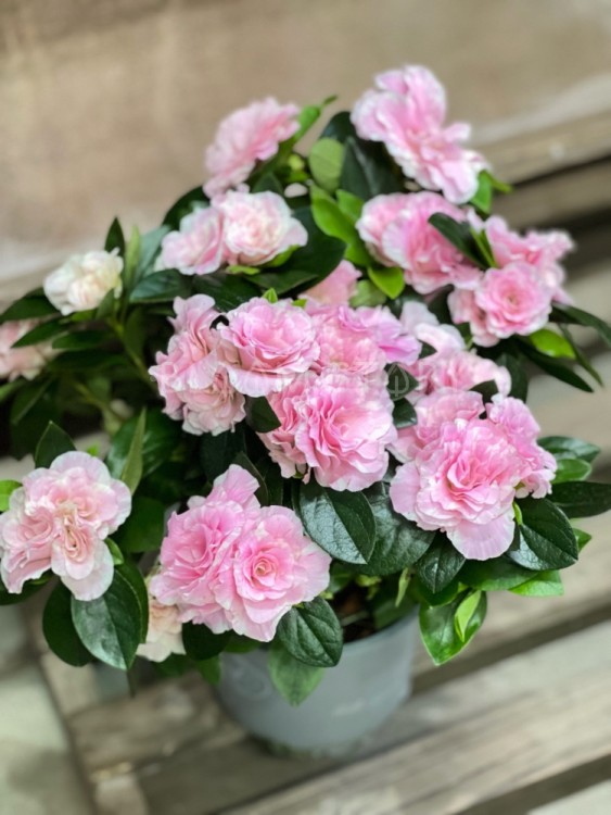 Азалия розовая ⌀13 30 см 