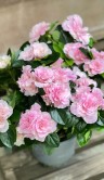 Азалия розовая ⌀13 30 см 