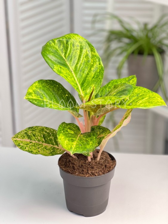 Аглаонема Эппл Грин ⌀12 30 см 