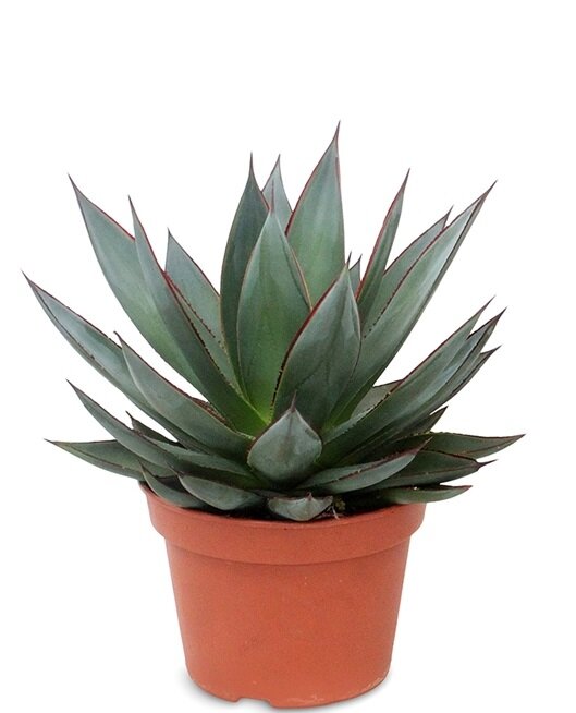 Агава Шака Зулу ⌀12 