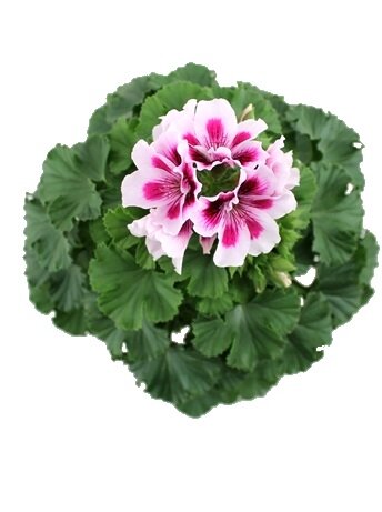 Пеларгония (Герань) крупноцветковая бело-розовая ⌀12 