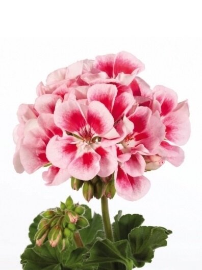 Пеларгония (Герань) крупноцветковая бело-розовая ⌀12 