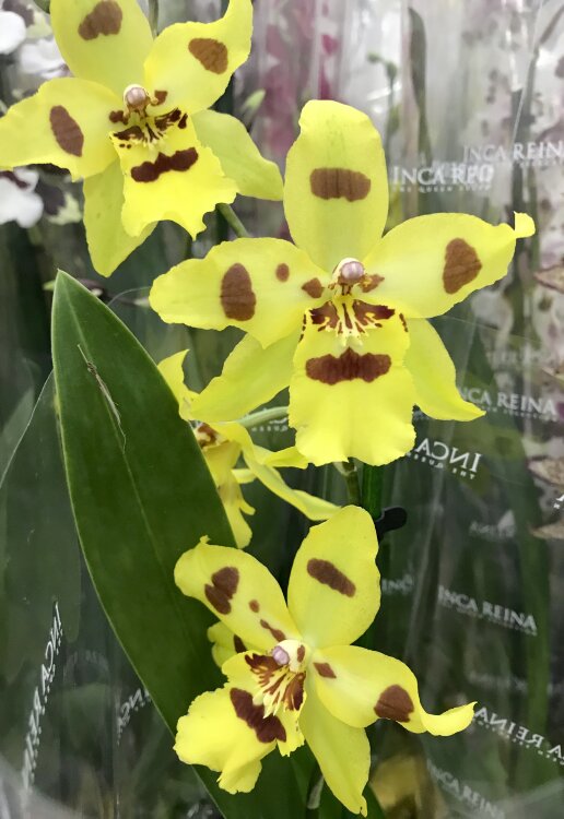 Орхидея Камбрия Жёлтая 1 ст 