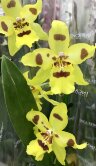 Орхидея Камбрия Жёлтая 1 ст 