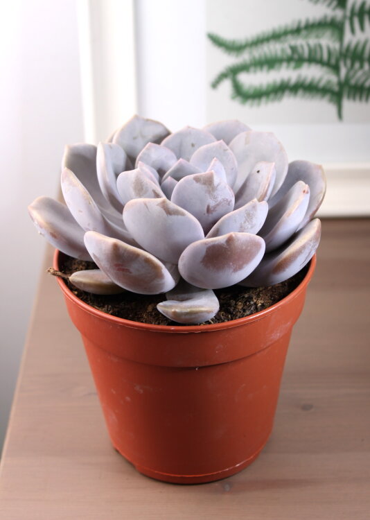 Эхеверия Лауи ⌀12 