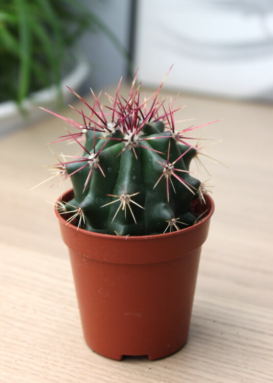 Ферокактус Штайнса ⌀5 