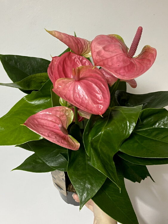 Антуриум Черри Лав ⌀12 30 см 