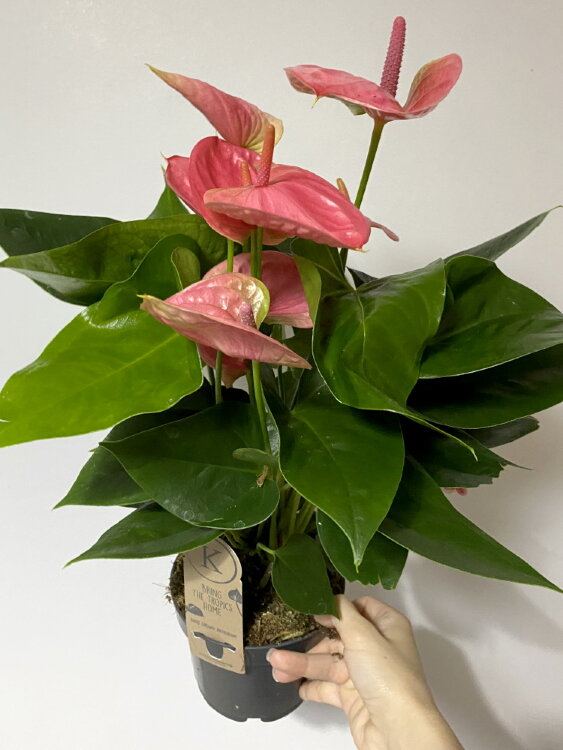 Антуриум Черри Лав ⌀12 30 см 