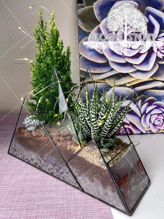 Флорариум с Кипарисовиком "Горы" 